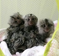 MARMOSET MONKEY